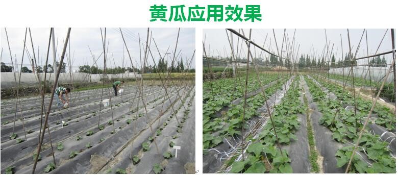 氨基寡糖素 - 植物的免疫衛(wèi)士，根結(jié)線蟲的克星