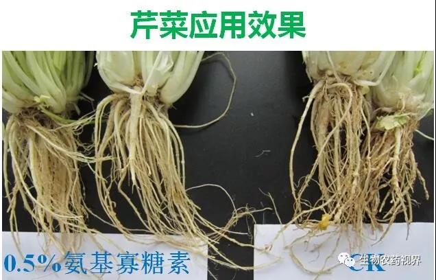 氨基寡糖素 - 植物的免疫衛(wèi)士，根結(jié)線蟲的克星